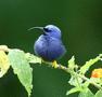 Purple Honeycreeper