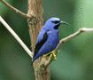 Purple Honeycreeper