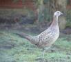 Common Pheasant