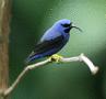 Purple Honeycreeper