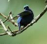 Red-legged Honeycreeper