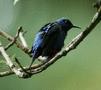 Red-legged Honeycreeper