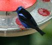 Red-legged Honeycreeper