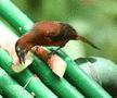 Silver-beaked Tanager