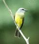 Tropical Kingbird