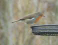 European Robin