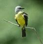 Tropical Kingbird