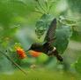 Tufted Coquette