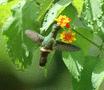 Tufted Coquette