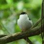 White-bearded Manakin