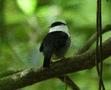 White-bearded Manakin