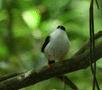 White-bearded Manakin