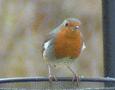 European Robin