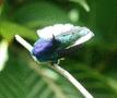 White-necked Jacobin