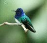 White-necked Jacobin