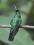 White-tailed Sabrewing