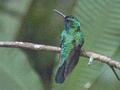 White-tailed Sabrewing