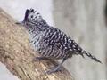 Barred Antshrike