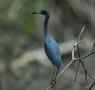 Little Blue Heron