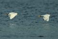 Snowy Egret