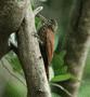 Straight-billed Woodcreeper