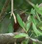 Straight-billed Woodcreeper