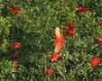 Scarlet Ibis