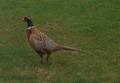 Common Pheasant