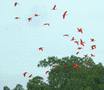 Scarlet Ibis