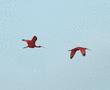 Scarlet Ibis