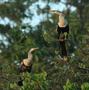 Anhinga