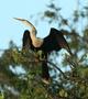 Anhinga