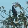 Anhinga