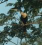 Anhinga