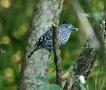 Barred Antshrike