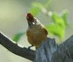 Barred Antshrike