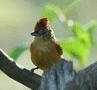 Barred Antshrike