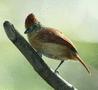 Barred Antshrike