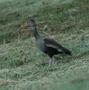 Black-bellied Whistling Duck