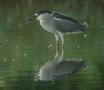 Black-crowned Night Heron