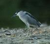 Black-crowned Night Heron