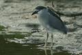 Black-crowned Night Heron