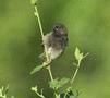 Black-faced Grassquit