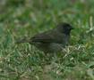 Black-faced Grassquit