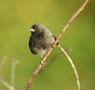 Black-faced Grassquit