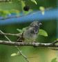 Black-faced Grassquit