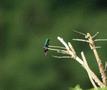 Black-throated Mango