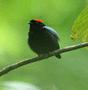 Blue-backed Manakin