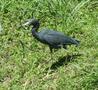 Little Blue Heron