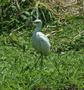 Little Blue Heron